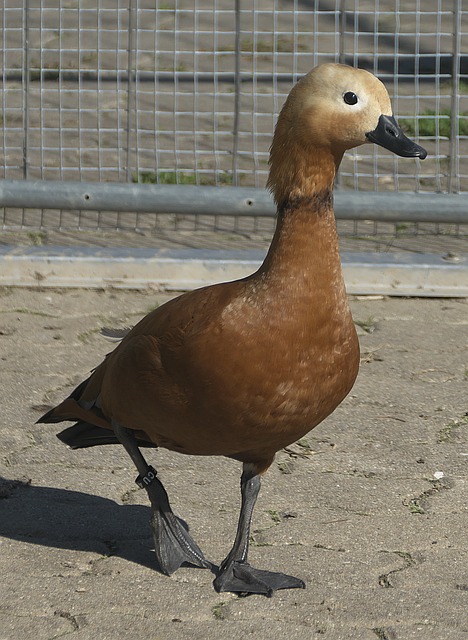 人能力出众